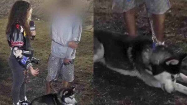 Perrito husky alerta a su dueño y evita tragedia en explosión de Iztapalapa