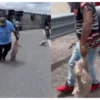 IMÁGENES INDIGNANTES: Tráiler vuelca en San Luis Potosí y deja decenas de cerditos sobre el pavimento; pobladores hacen rapiña
