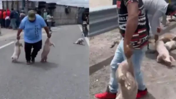 IMÁGENES INDIGNANTES: Tráiler vuelca en San Luis Potosí y deja decenas de cerditos sobre el pavimento; pobladores hacen rapiña