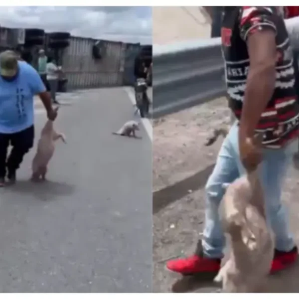 IMÁGENES INDIGNANTES: Tráiler vuelca en San Luis Potosí y deja decenas de cerditos sobre el pavimento; pobladores hacen rapiña