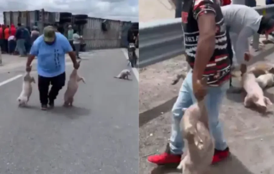 IMÁGENES INDIGNANTES: Tráiler vuelca en San Luis Potosí y deja decenas de cerditos sobre el pavimento; pobladores hacen rapiña