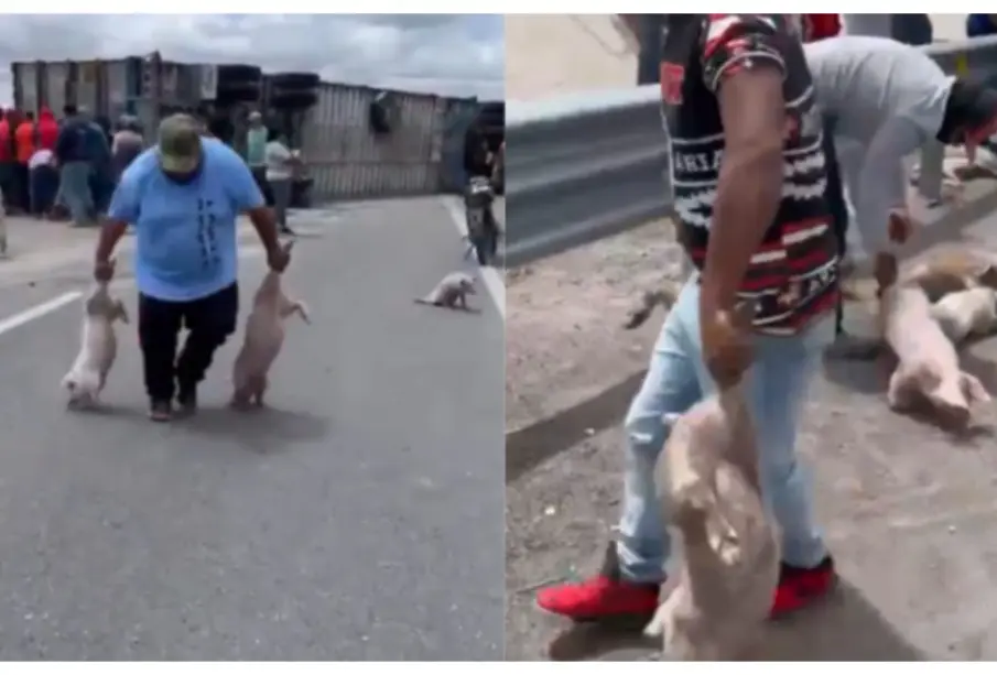 IMÁGENES INDIGNANTES: Tráiler vuelca en San Luis Potosí y deja decenas de cerditos sobre el pavimento; pobladores hacen rapiña
