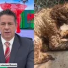 Despiden a coordinador del Zoológico La Pastora por caso de la osa Mina