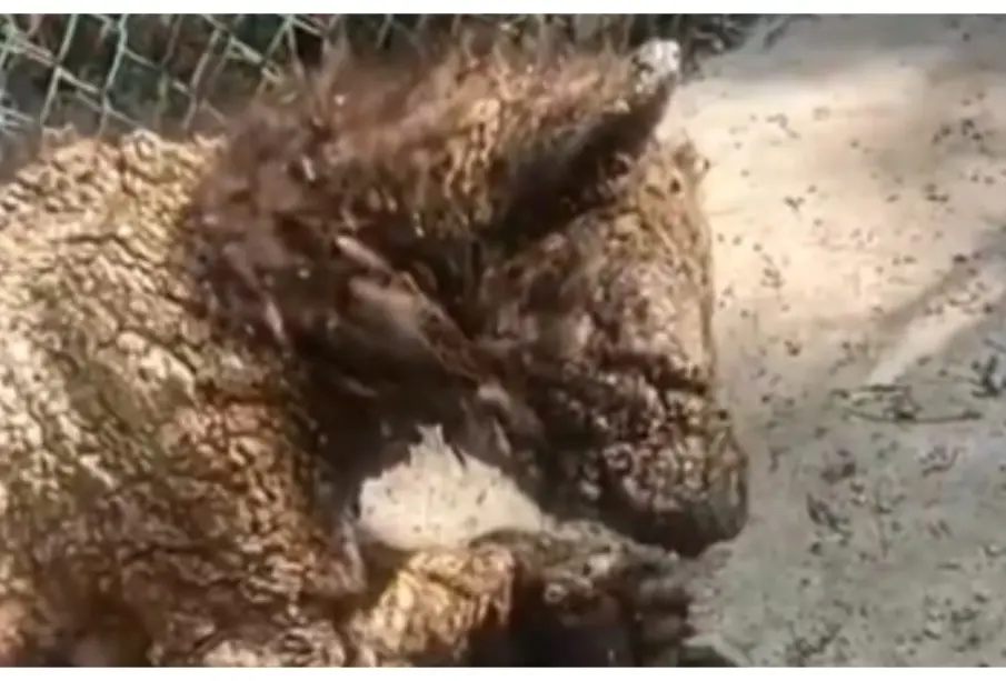 Exhiben a osa moribunda y con infección bacteriana en zoológico de Nuevo León | VIDEO