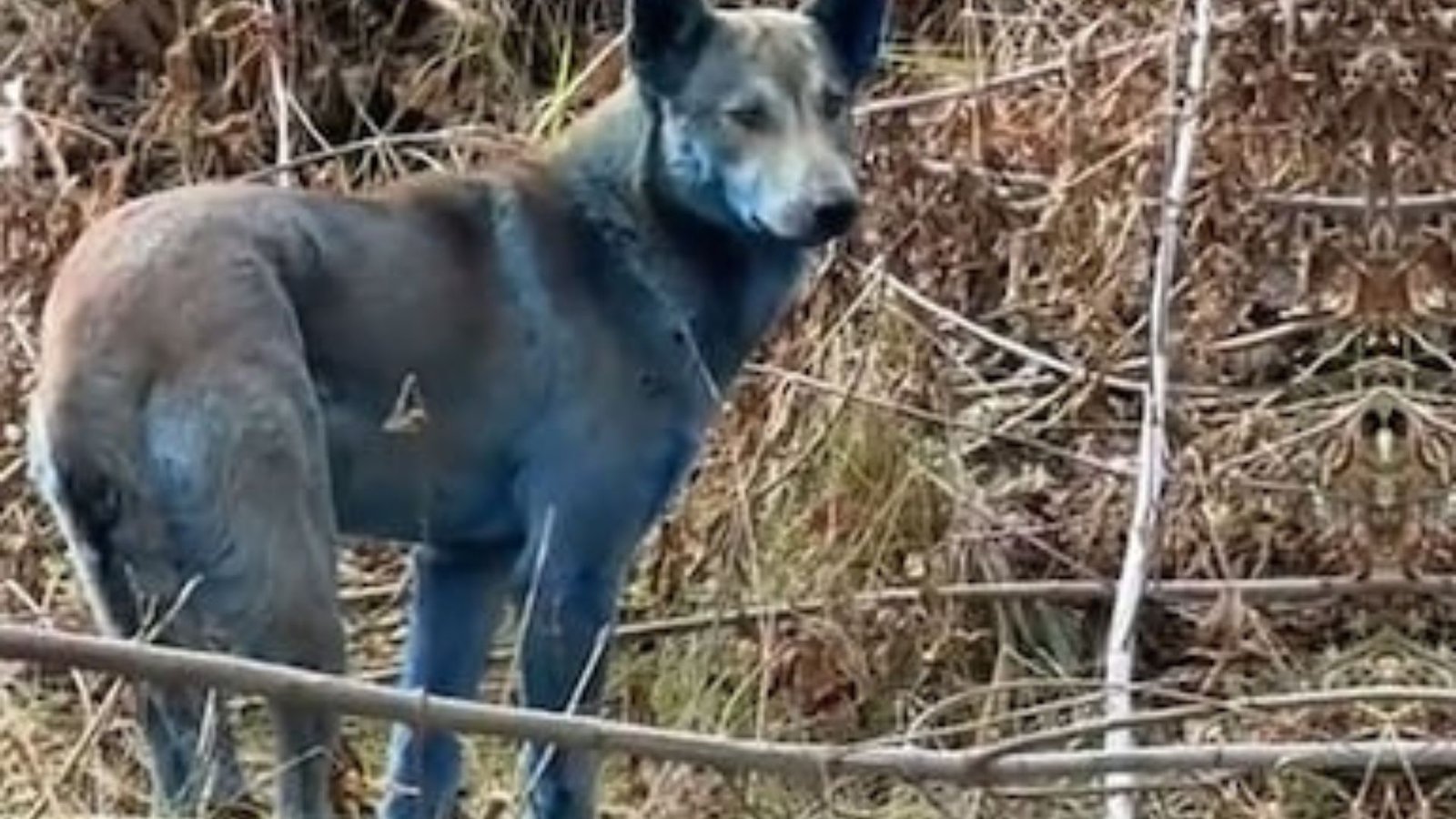 Aparecen ‘perros azules’ en Chernóbil a 40 años del desastre nuclear y el video sorprende