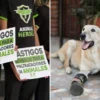 Ley “Pay de Limón”: Senado presenta iniciativa para castigar con hasta 10 años el maltrato animal