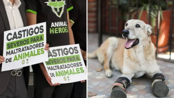 Ley “Pay de Limón”: Senado presenta iniciativa para castigar con hasta 10 años el maltrato animal