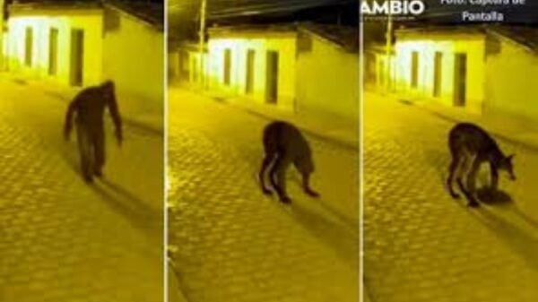 aptan supuesta transformación de un nahual en Veracruz