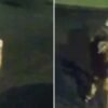 Perro guía a policía y ayuda a rescatar a mujer de 86 años desaparecida en Florida