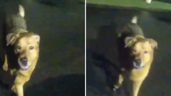 Perro guía a policía y ayuda a rescatar a mujer de 86 años desaparecida en Florida