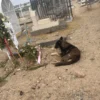 Perrito fiel vela tumba de su dueña en panteón Tepeyac de Juárez