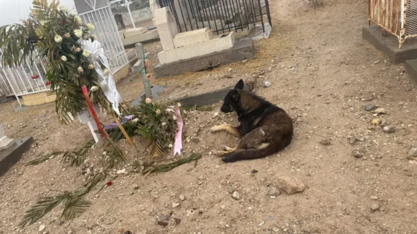 Perrito fiel vela tumba de su dueña en panteón Tepeyac de Juárez