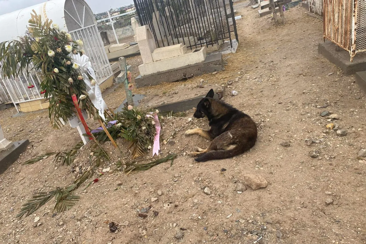 Perrito fiel vela tumba de su dueña en panteón Tepeyac de Juárez