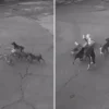 Automovilista rescata a mujer del brutal ataque de una jauría de perros en Ixtapaluca | VIDEO