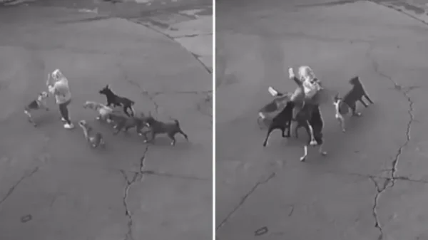 Automovilista rescata a mujer del brutal ataque de una jauría de perros en Ixtapaluca | VIDEO