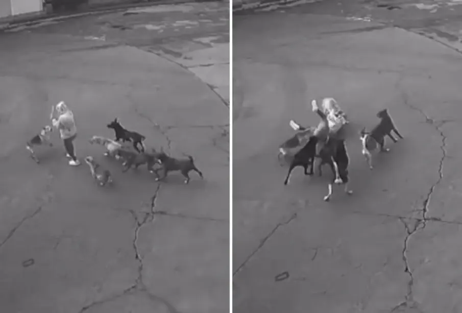 Automovilista rescata a mujer del brutal ataque de una jauría de perros en Ixtapaluca | VIDEO