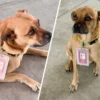Perrito se pierde en Yucatán y sorprende como “inspector” en terminal de transporte