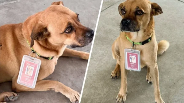 Perrito se pierde en Yucatán y sorprende como “inspector” en terminal de transporte