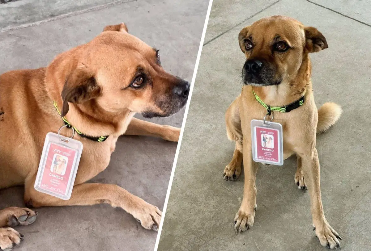 Perrito se pierde en Yucatán y sorprende como “inspector” en terminal de transporte