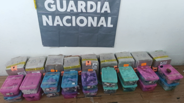 Aseguran en Tijuana 774 tortugas vivas escondidas como cosméticos