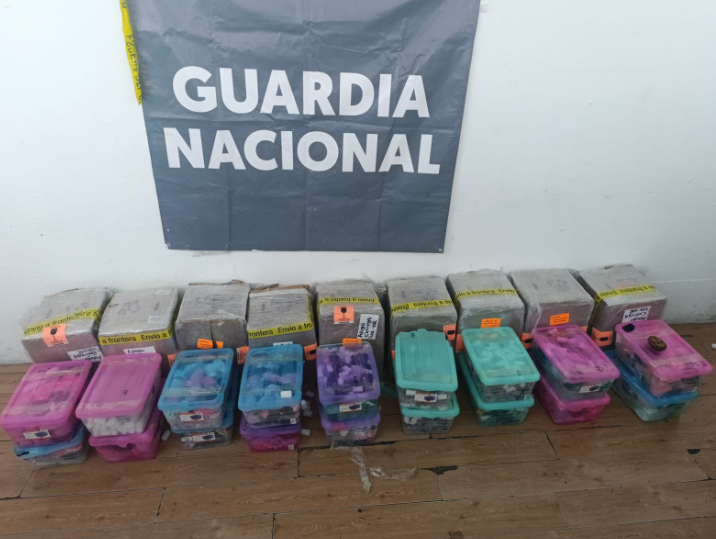 Aseguran en Tijuana 774 tortugas vivas escondidas como cosméticos