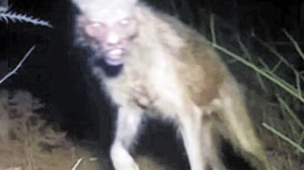 Aparece supuesto nahual arrastrándose en Veracruz