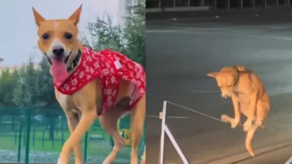 Ronchita, la perrita trabajadora que divide opiniones en TikTok