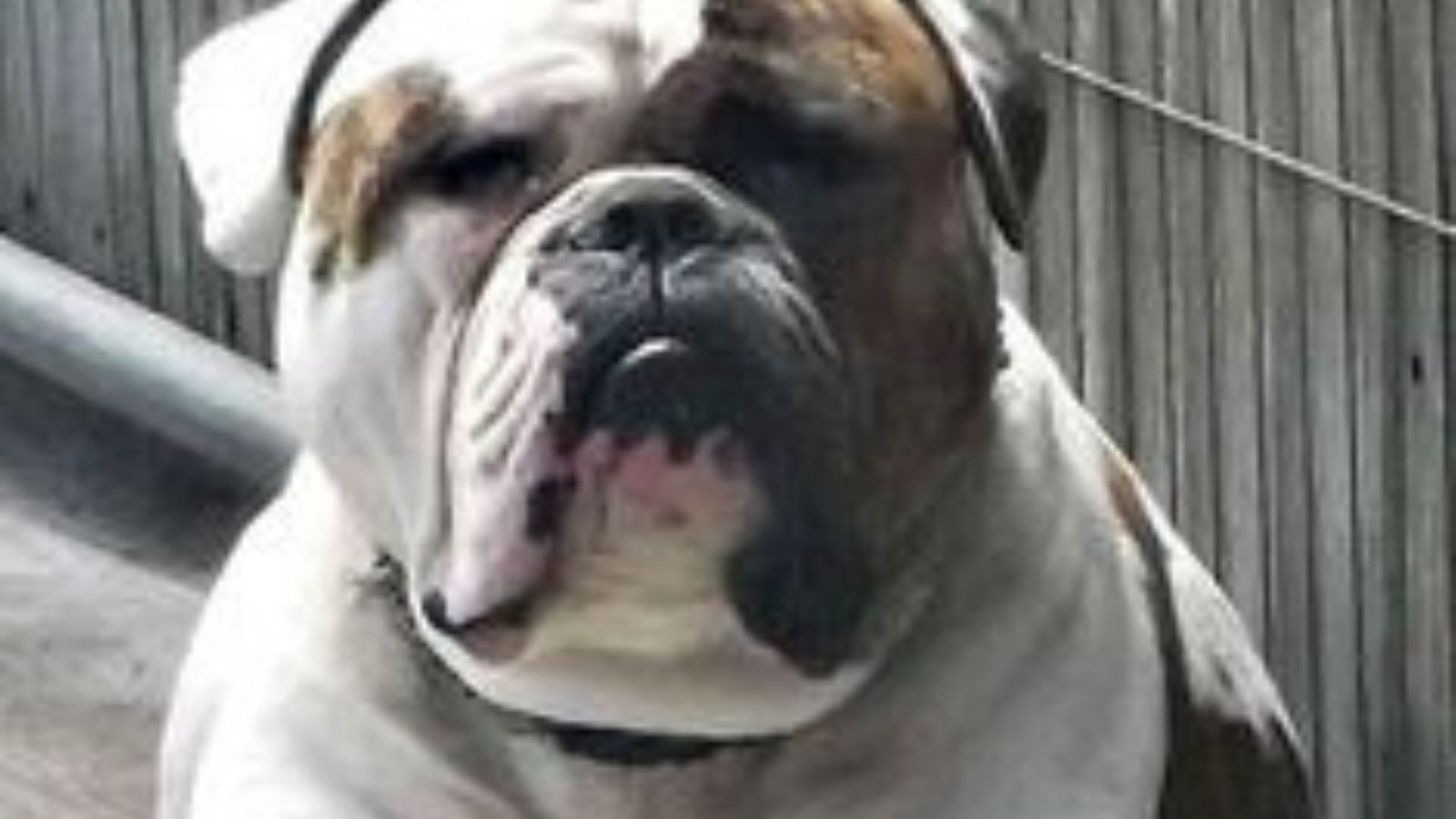 Gaby Ramírez mordida por perro