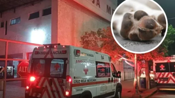 Perro ataca brutalmente adulta mayor y le amputa parcialmente el pie en Torreón, Coahuila