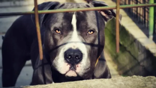 Mujer resulta gravemente herida al salvar a su hijo de ataque de tres pitbulls en Tláhuac