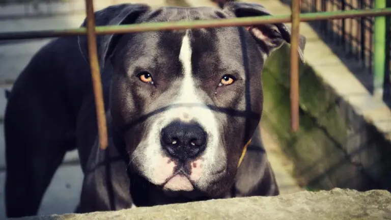 Mujer resulta gravemente herida al salvar a su hijo de ataque de tres pitbulls en Tláhuac