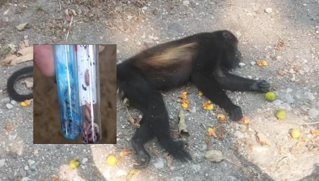 Reportan muerte de mono saraguato por gusano barrenador en Chiapas; primer caso conocido