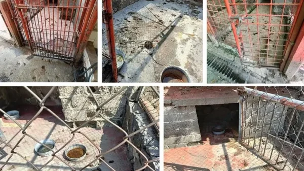 Refugio de animales acusa a fundación por muerte de perros y gatos tras desalojo en CDMX