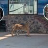 Rescatan jaguares y tigres en casa de Querétaro; Profepa denunciará