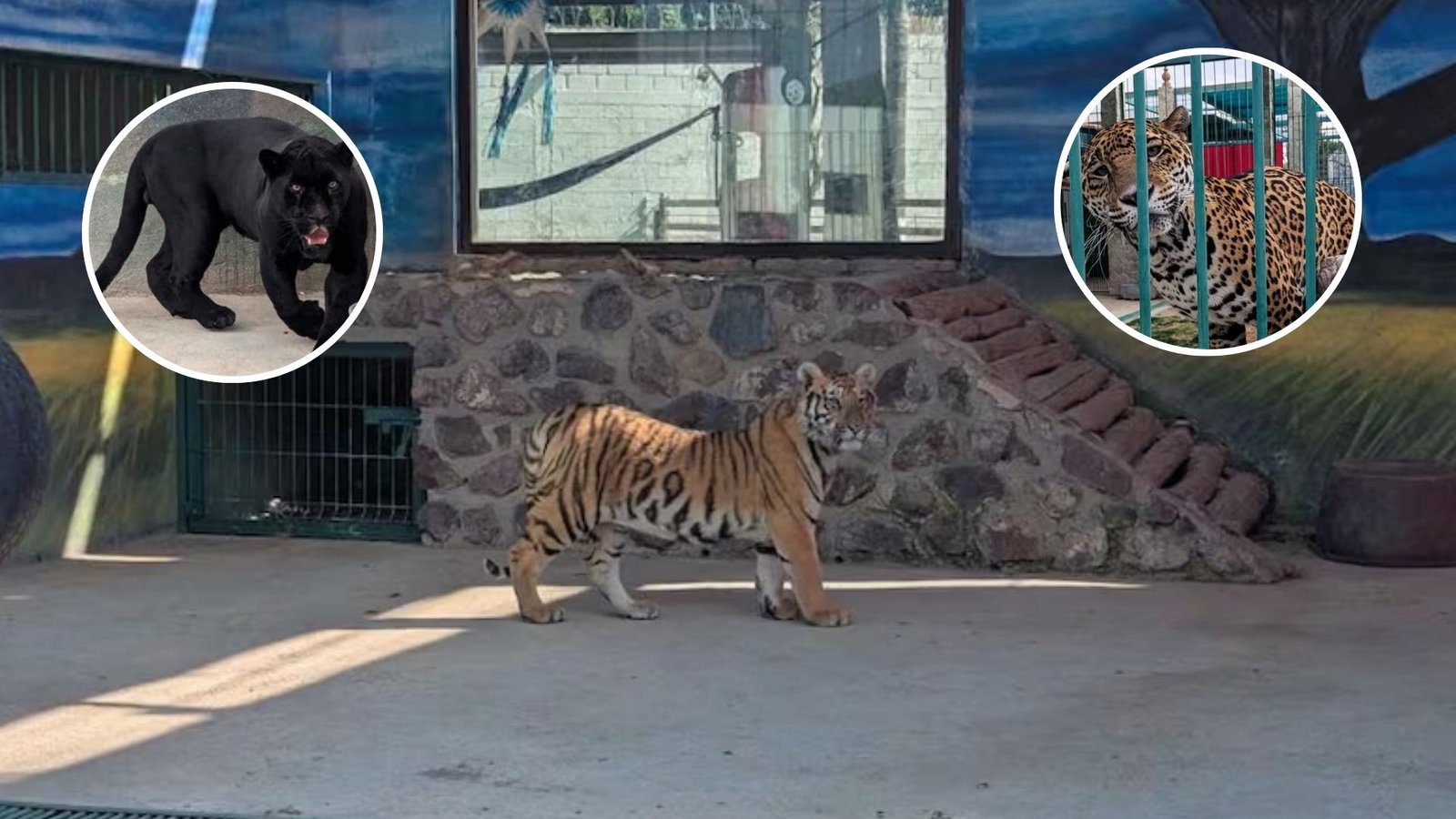 Rescatan jaguares y tigres en casa de Querétaro; Profepa denunciará