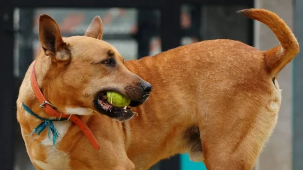 Jueza ordena devolver predio en Cuajimalpa al Refugio Franciscano; FAH acusa “chicanada legal”