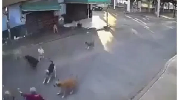 Jauría ataca a mujer de la tercera edad en Cuautla, Morelos; requirió 64 puntadas | VIDEO