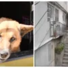 Rescatan a “Lobito”, perro arrojado desde escaleras de 10 metros en Naucalpan; investigan maltrato animal