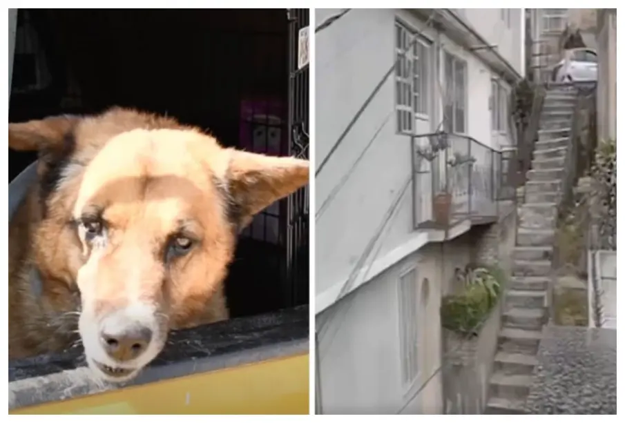 Rescatan a “Lobito”, perro arrojado desde escaleras de 10 metros en Naucalpan; investigan maltrato animal
