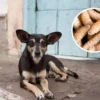 Perros se convierten en la segunda especie más afectada por el Gusano Barrenador en México
