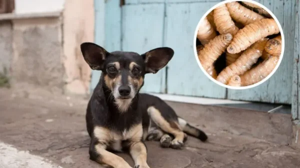 Perros se convierten en la segunda especie más afectada por el Gusano Barrenador en México