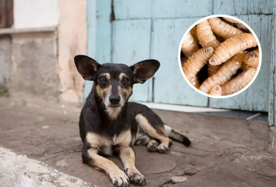 Perros se convierten en la segunda especie más afectada por el Gusano Barrenador en México