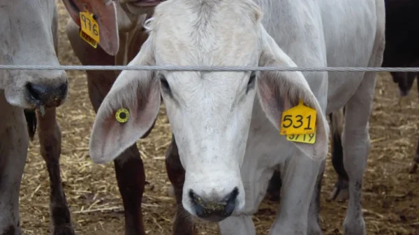 Alerta sanitaria en la frontera: Detectan primer caso de gusano barrenador en Tamaulipas