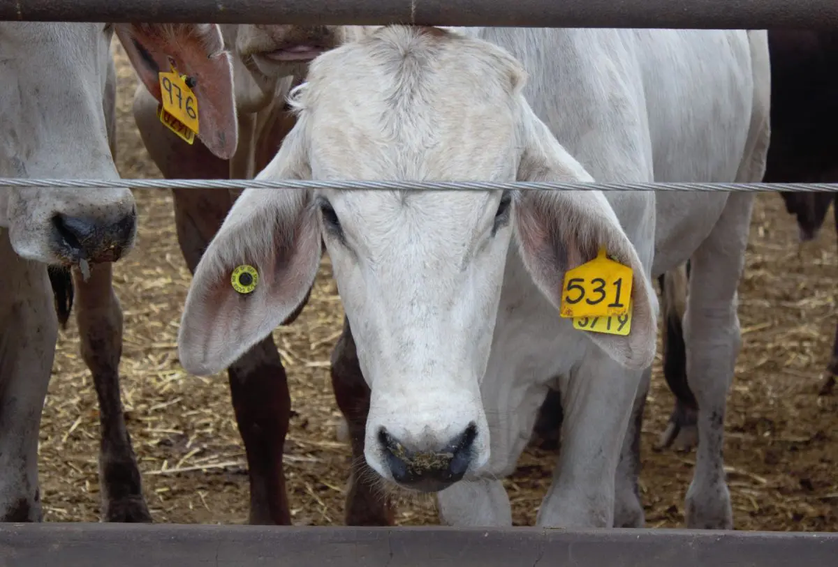 Alerta sanitaria en la frontera: Detectan primer caso de gusano barrenador en Tamaulipas