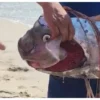 Aparece pez remo en playa de Bucerías, Nayarit, y genera asombro entre visitantes