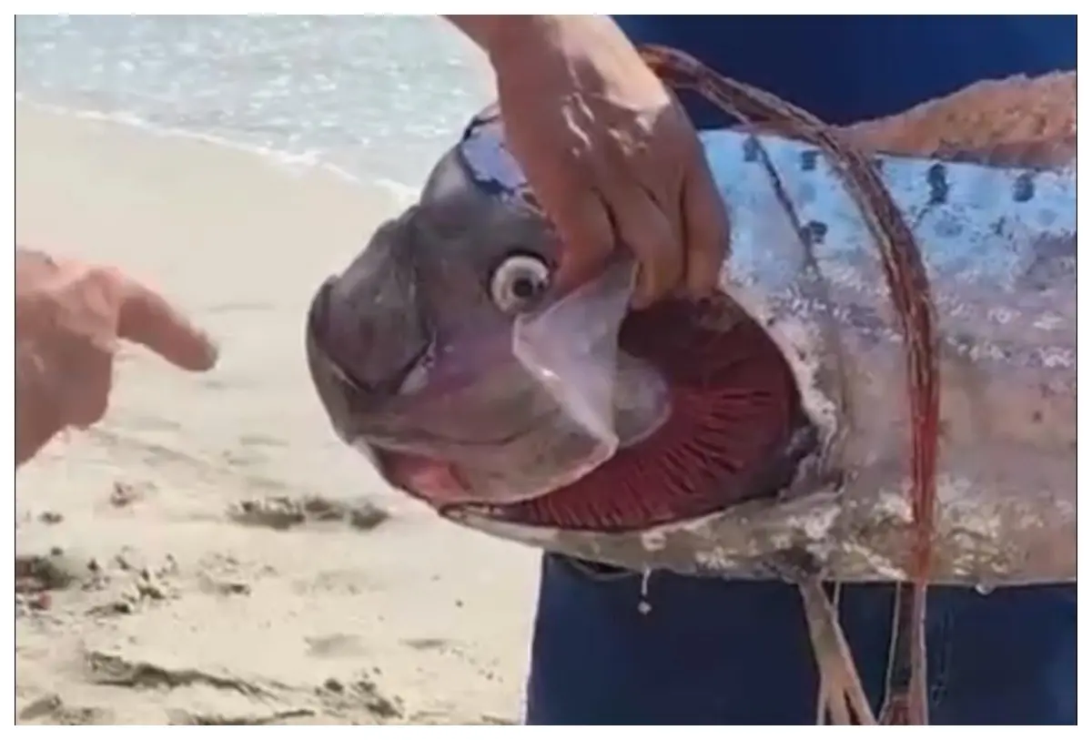 Aparece pez remo en playa de Bucerías, Nayarit, y genera asombro entre visitantes