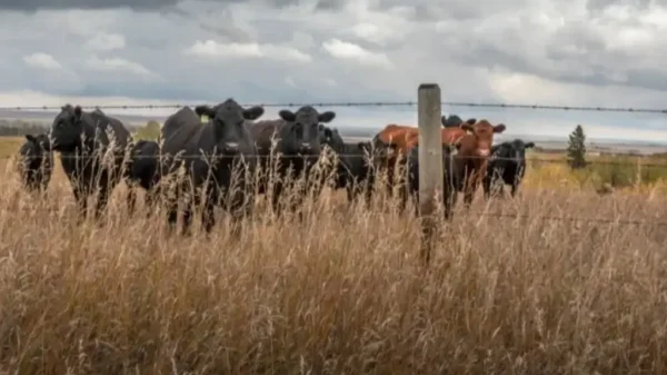 Gobierno de México refuerza acciones contra el gusano barrenador