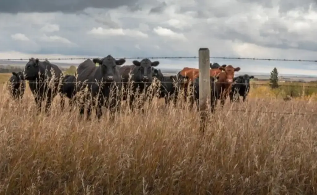 Gobierno de México refuerza acciones contra el gusano barrenador