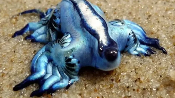 ¿Qué es el 'dragón azul' y por qué hay alerta en playas de Colima?