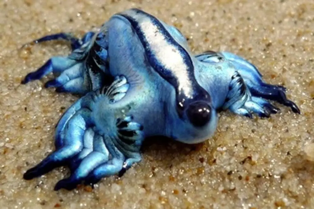 ¿Qué es el 'dragón azul' y por qué hay alerta en playas de Colima?